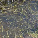 AK Interactive STILL WATER - 250ml (Acrylic) (AK8008)