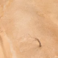   AK Interactive TERRAINS SANDY DESERT - 250ml (Acrylic) (AK8022)