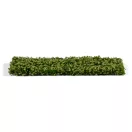 AK Interactive Platane Foliage Summer (AK8146)