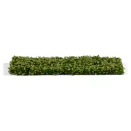 AK Interactive Platane Foliage Summer (AK8146)