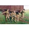 ICM Britische Infanterie 1917/18 1:35 (35301)