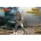 Mars German Panzerjagers WWII 1:72 (MS72128)
