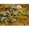 Matho Models Plants & Weeds E 1:35 (35039)