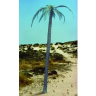 Royal Model Palm tree 1:35 (RM056)