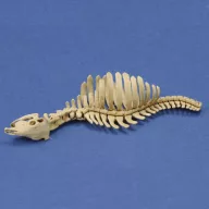 Royal Model Cow skeleton n.1 3D printed 1:35 (RM1046)