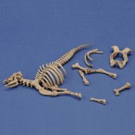 Royal Model Cow skeleton n.3 1:35 (RM1048)