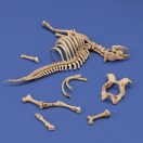 Royal Model Cow skeleton n.3 1:35 (RM1048)