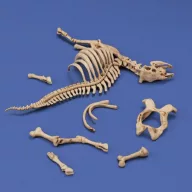 Royal Model Cow skeleton n.3 1:35 (RM1048)