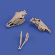 Royal Model Horse skulls 1:35 (RM1050)