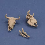 Royal Model Cow skulls 1:35 (RM1051)