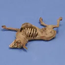 Royal Model Donkey carcass 1:35 (RM1068)