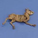 Royal Model Donkey carcass 1:35 (RM1068)