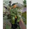 Royal Model Waffen SS tanker sitting on turret-WWII 1:35 (RM156)