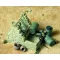 Royal Model North African Well 1:72 (RM574)