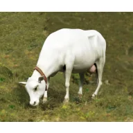 Royal Model Cow standing 1:35 (RM747)