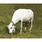 Royal Model Cow standing 1:35 (RM747)