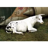 Royal Model Cow lying down 1:35 (RM748)