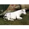 Royal Model Cow lying down 1:35 (RM748)