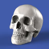 Royal Model Skulls 1:35 (RM853)