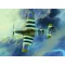 Trumpeter RAF Mustang III (P-51B/C) 1:32 (02283)